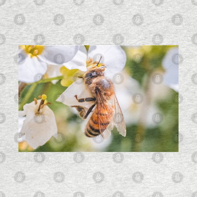 Pollen Collector. Photograph by love-fi